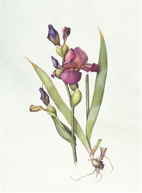 Iris Watercolor On Paper By Margaret Ann Eden