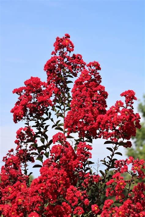 Check spelling or type a new query. Red Crepe Myrtle Blooms On Blue Sky Free Stock Photo ...
