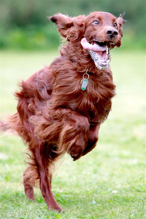 Photographer Captures Hilarious Expressions Pulled By Dogs As They Go