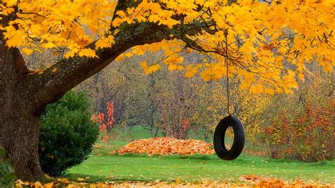 Hd Wallpaper Nature Forest Swing Black Rubber Tire Trees Leaves