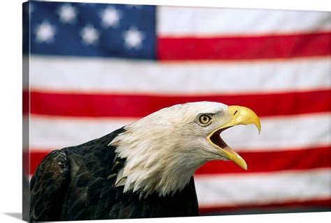 Bald Eagle And American Flag Wall Art Canvas Prints Framed Prints