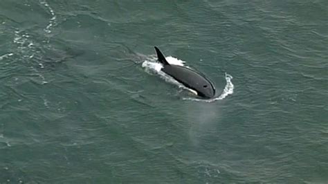 Orca Pod Takes Afternoon Swim In Puget Sound Komo