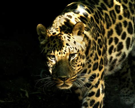 Leopard Eyes The Amur Leopard Panthera Pardus