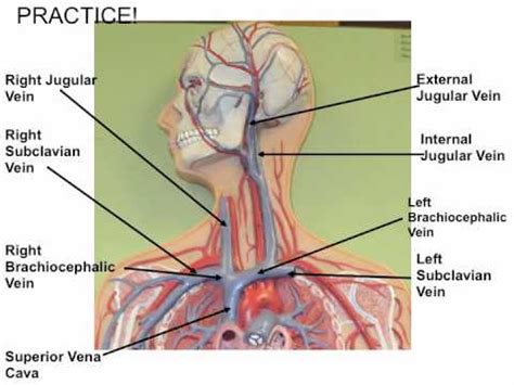 We did not find results for: Blood Vessel Man Model - YouTube