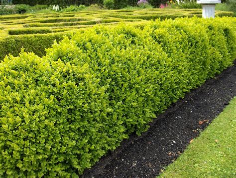 Buxus Sempervirens Box Or Boxwood Hedge Photos