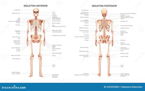Skeleton Human Diagram Front Back Anterior Posterior View With Body