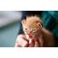 Kitten Pictures A4  HD Desktop Wallpapers 4k