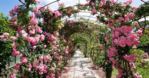 Landscaping A Rose Garden Choosing Garden Roses For Your Landscape
