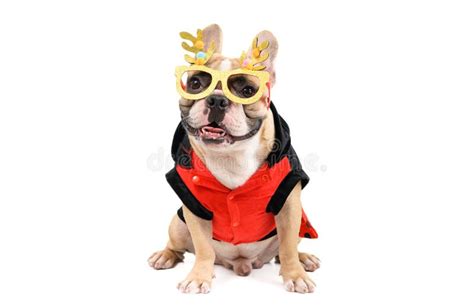 Cute French Bulldog Wear Fancy Glasses And Sit Isolated On White Stock