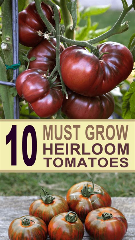 The Top 10 Best Heirloom Tomatoes To Grow In Your Garden Growing