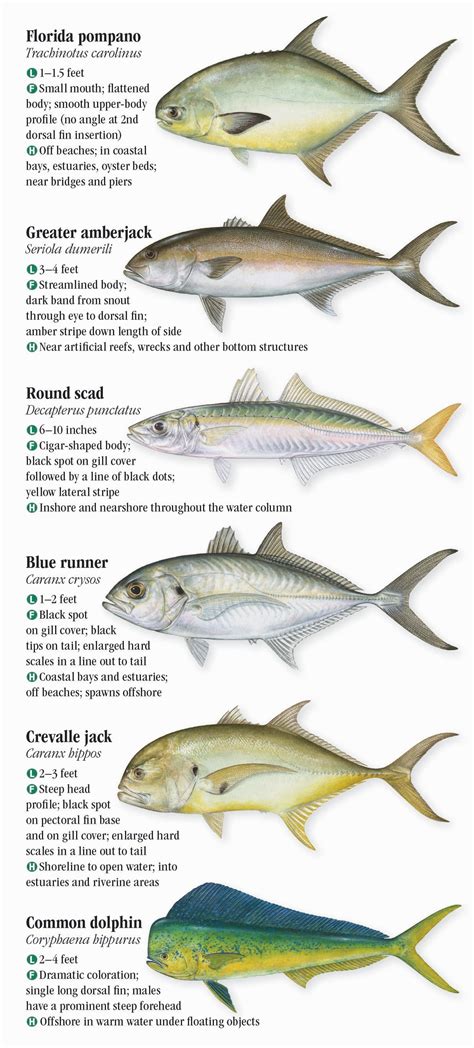 Nc Coastal Fish Identification