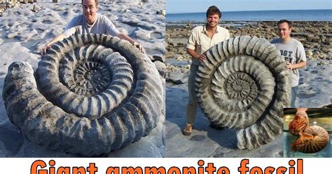 Giant Ammonite Fossil On The Jurassic Coast In Dorset England