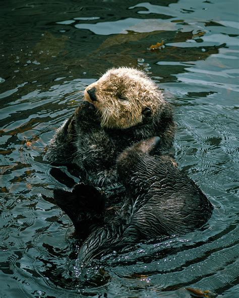 Adorable California Pacific Sea Otter Grooming And Swimming In The Kelp