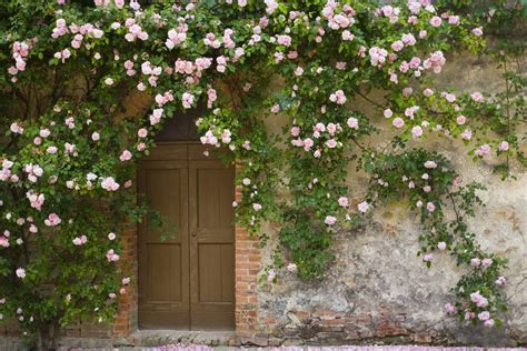 The Top 10 Climbing Roses You Should Plant Now