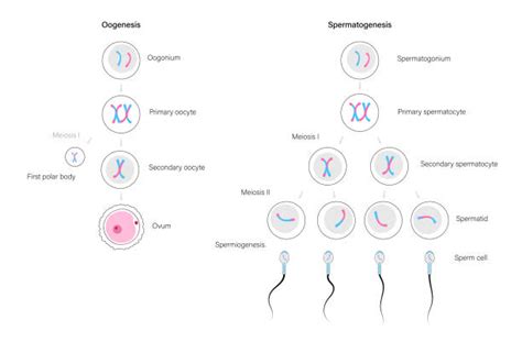 160 Spermatogenèse Illustrations Stock Illustrations Graphiques