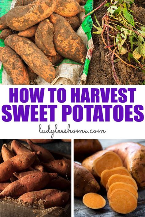 How To Harvest Sweet Potatoes Lady Lee S Home