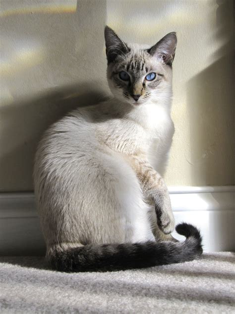 228 Best Images About Love Lynx Point Siamese On Pinterest Cats