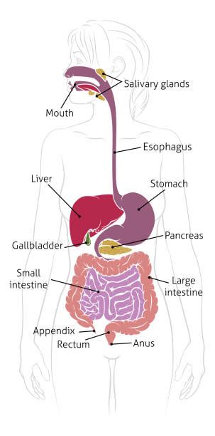 Drawing Of A Labeled Diagram Of The Digestive System Illustrations