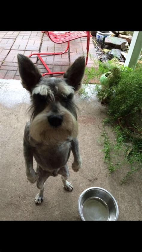 This is sitting alone in a quiet empty room by robert kurek on vimeo, the home for high quality videos and the people who love them. 1203 best Schnauzer images on Pinterest