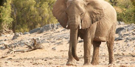 Why Is Namibia Killing Its Rare Desert Elephants Extinction