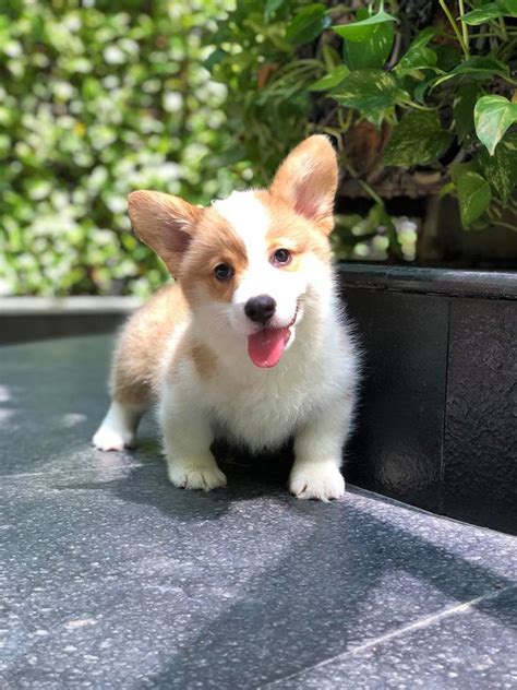 We did not find results for: Pembroke Welsh Corgi Puppies For Sale | Houston, TX #296008