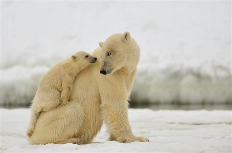 16 Adorable Pics Of Baby Polar Bear No 5 Is My Fav