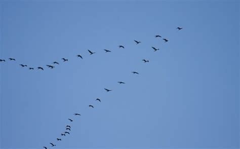 Birds Take Equal Turns Leading The Flying V Formation Immortal News