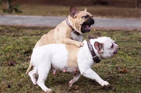 My French Bulldog Is Aggressive To Other Dogs Must Learn This