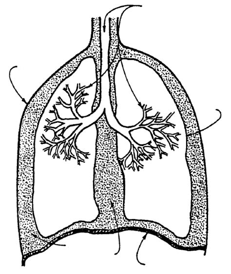 Diagrama Del Sistema Respiratorio Tomado Y Modificado Download