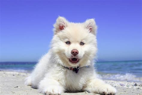 10 Best Fluffy Dog Breeds You Will Love To Cuddle With Pawspulse