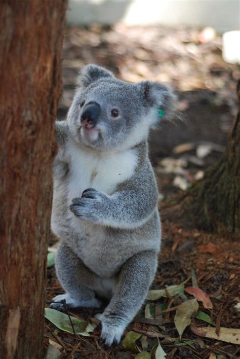 Orphaned Baby Koala Story Has A Happy Ending Baby Koala Koala Koalas