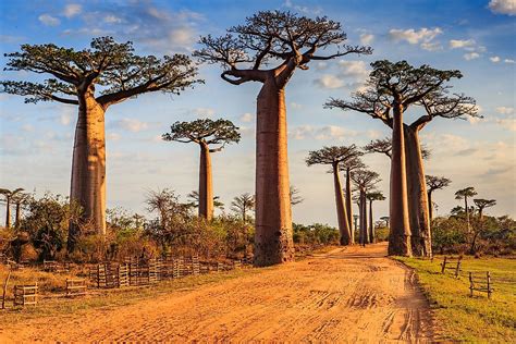 10 Reasons Madagascar Is One Of The Most Fascinating Destinations In