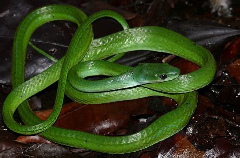 Lichtensteins Green Racer Snake Bite