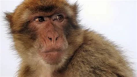 Should We Trust An Evolved Monkey Brain The American Vision