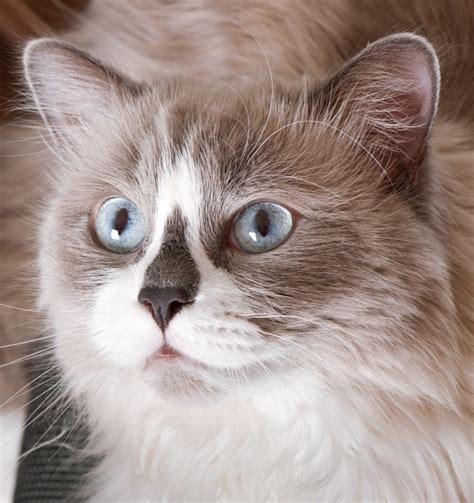 Ragdoll Breed Of Cat Face Close Up Free Photo