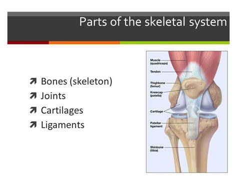 The Definitive Answer Key To Understanding Lab 12 The Skeletal System