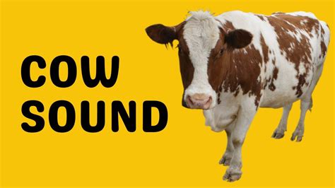 Cow Sound Moo Youtube