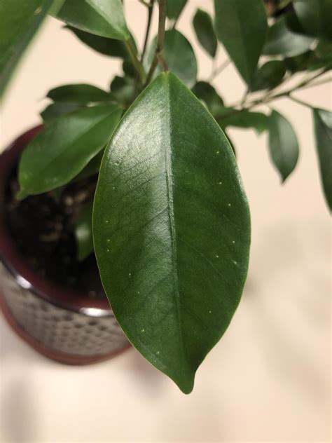 Rubber plants are grown for their glossy, leathery, large leaves. Don't think there's anything wrong, but what are the white ...