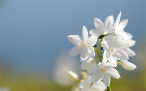 Pretty White Flowers 5223 1920 X 1200