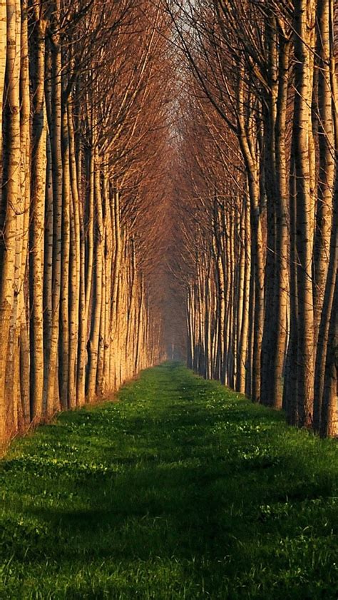 Path Lined With Trees Iphone Wallpapers Free Download