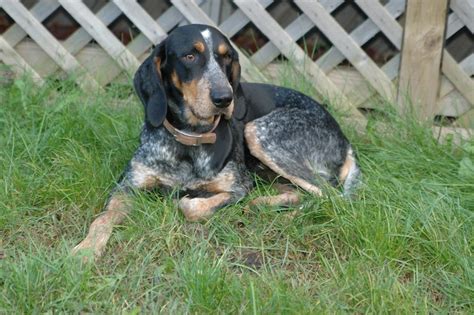 The Bluetick Coonhound Easy Going And Devoted