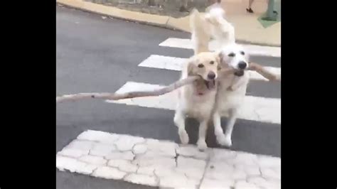 Dog Helps Other Dog Carry Large Stick Youtube