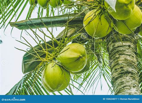 Ripe Coconuts On A Palm Tree Stock Image Image Of Background Growth