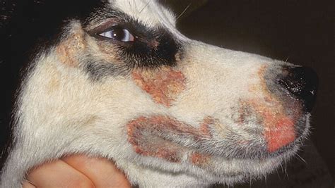 Zinc Responsive Dermatosis Diagnosing And Treating Canine Patients