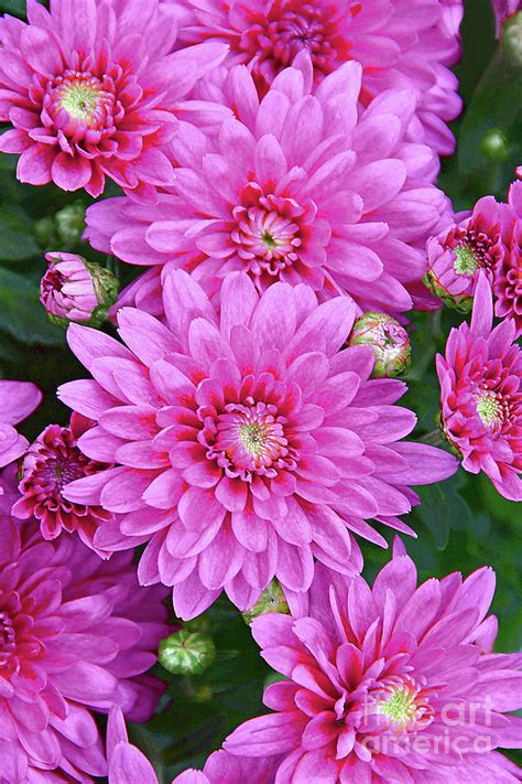 Perfectly Pink Chrysanthemum Photoart Photograph By Regina Geoghan