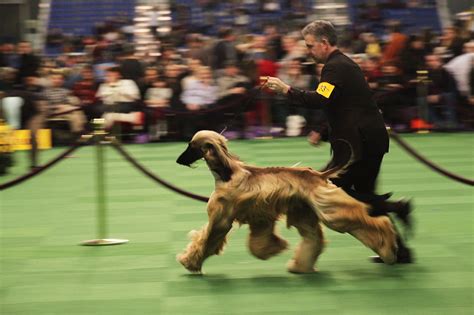 Westminster Dog Show Offers No Joy For Fans Of A Charming Galoot The