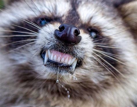 Carcasses of Ohio's "zombie-like" raccoons being collected and tested