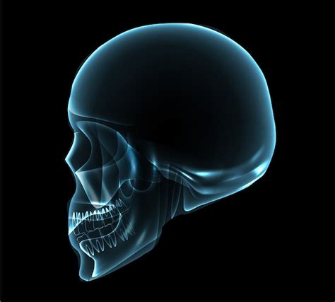 Human Skull Side View Free Icon
