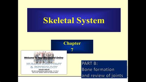 Chapter 7 The Skeletal System Part B Youtube