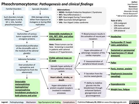 Pheochromocytoma Pathogenesis And Clinical Findings Medical